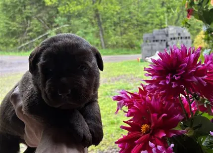 Labrador Retriever puppy